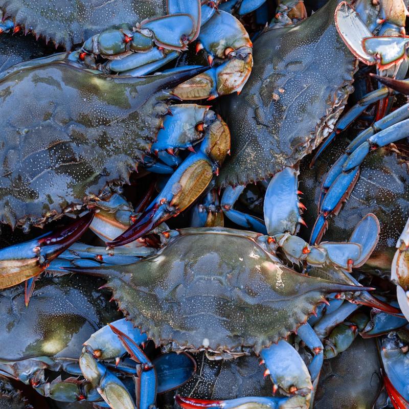 Blue Crabs photo