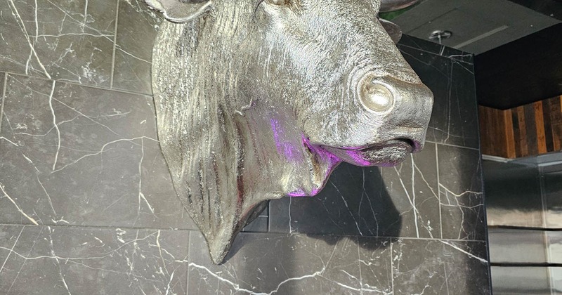 Bull head on the wall