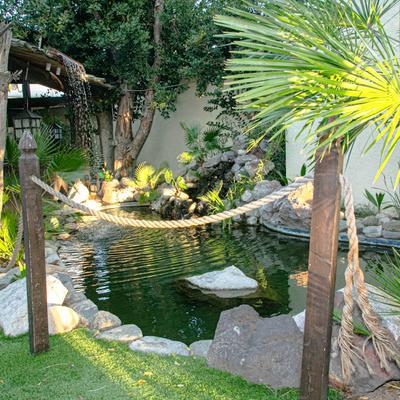 Pond and palm trees.