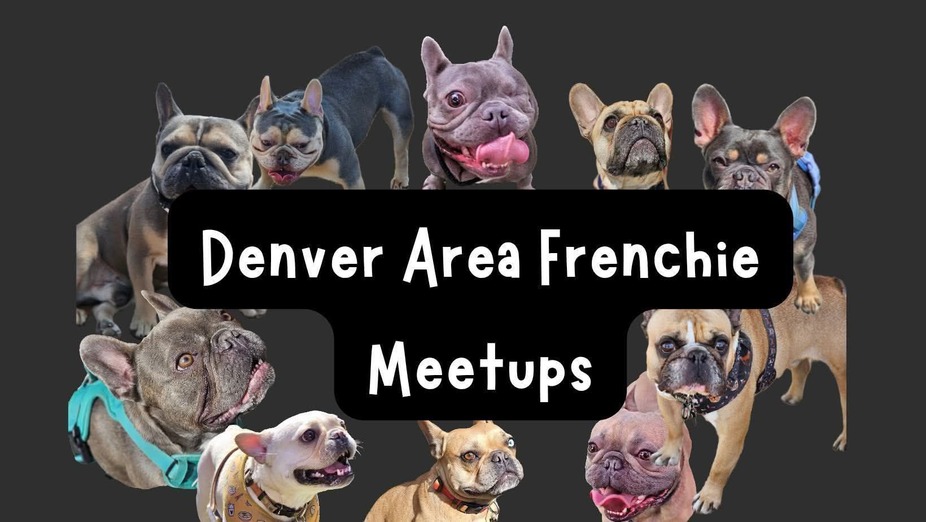 Denver Area Frenchie Meet Up! event photo 9
