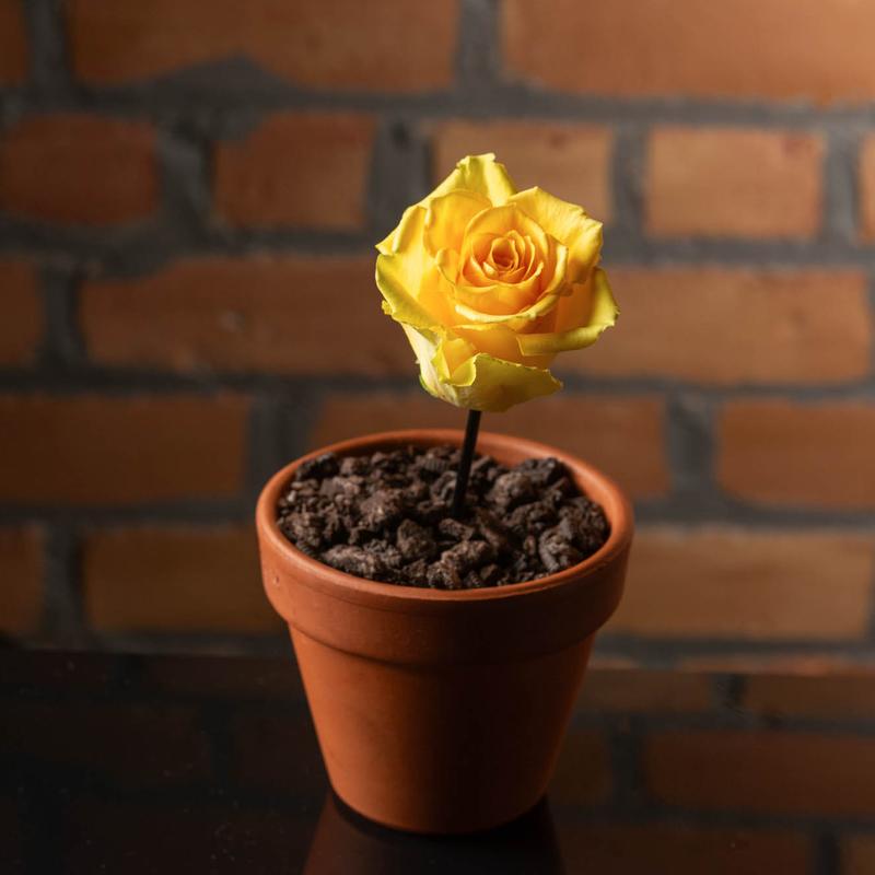 The Final Rose photo