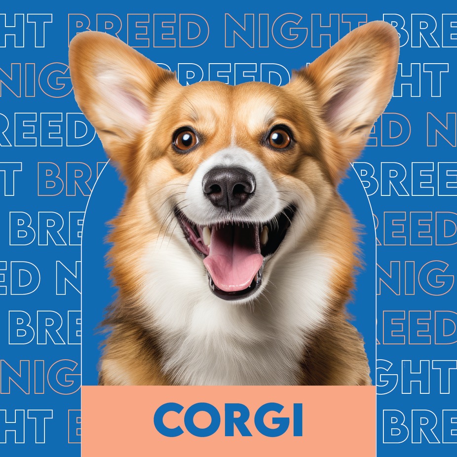 Corgi breed night event photo