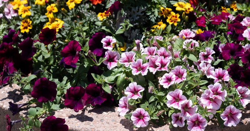 Flowers in front restaurant