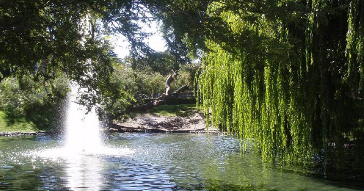 Water fountain and pond