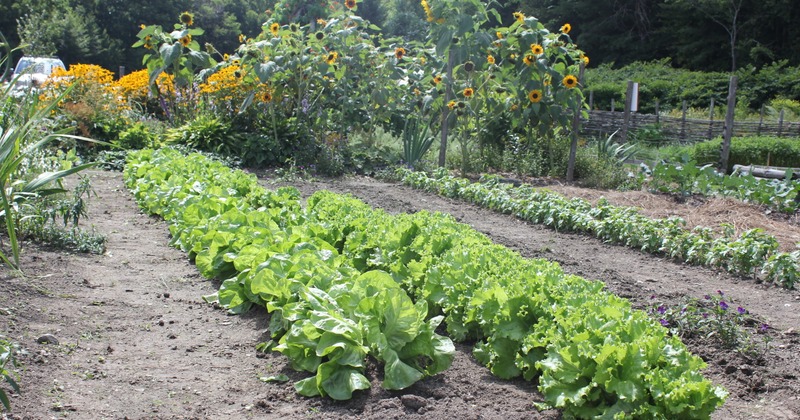 Rows of leafy green vegetables grow in a garden beside tall sunflowers