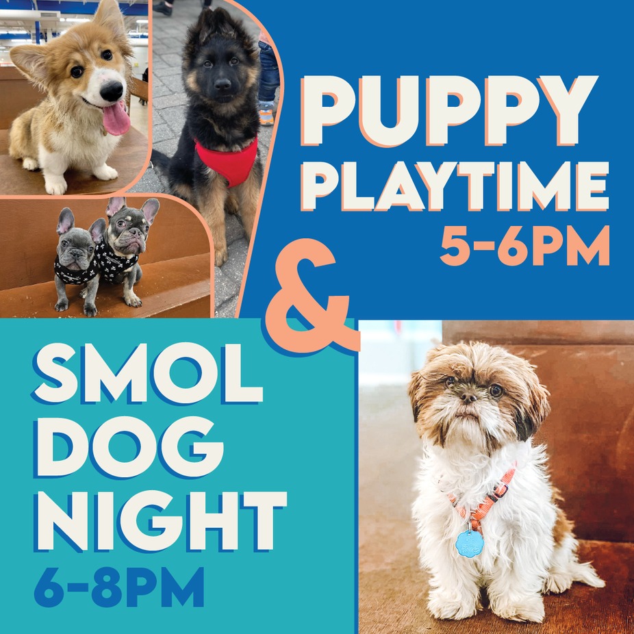 Puppy Playtime and SMOL dog night event photo