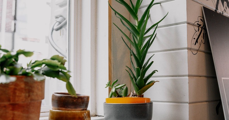 Plants in the restaurant window