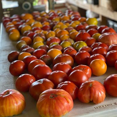 A bunch of fresh tomatoes spread on a table.