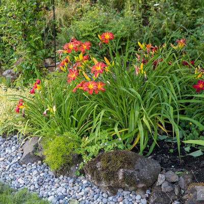 One of the flowers from restaurant garden