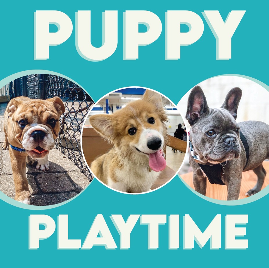 Puppy Playtime event photo