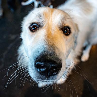 Closeup of a dog.
