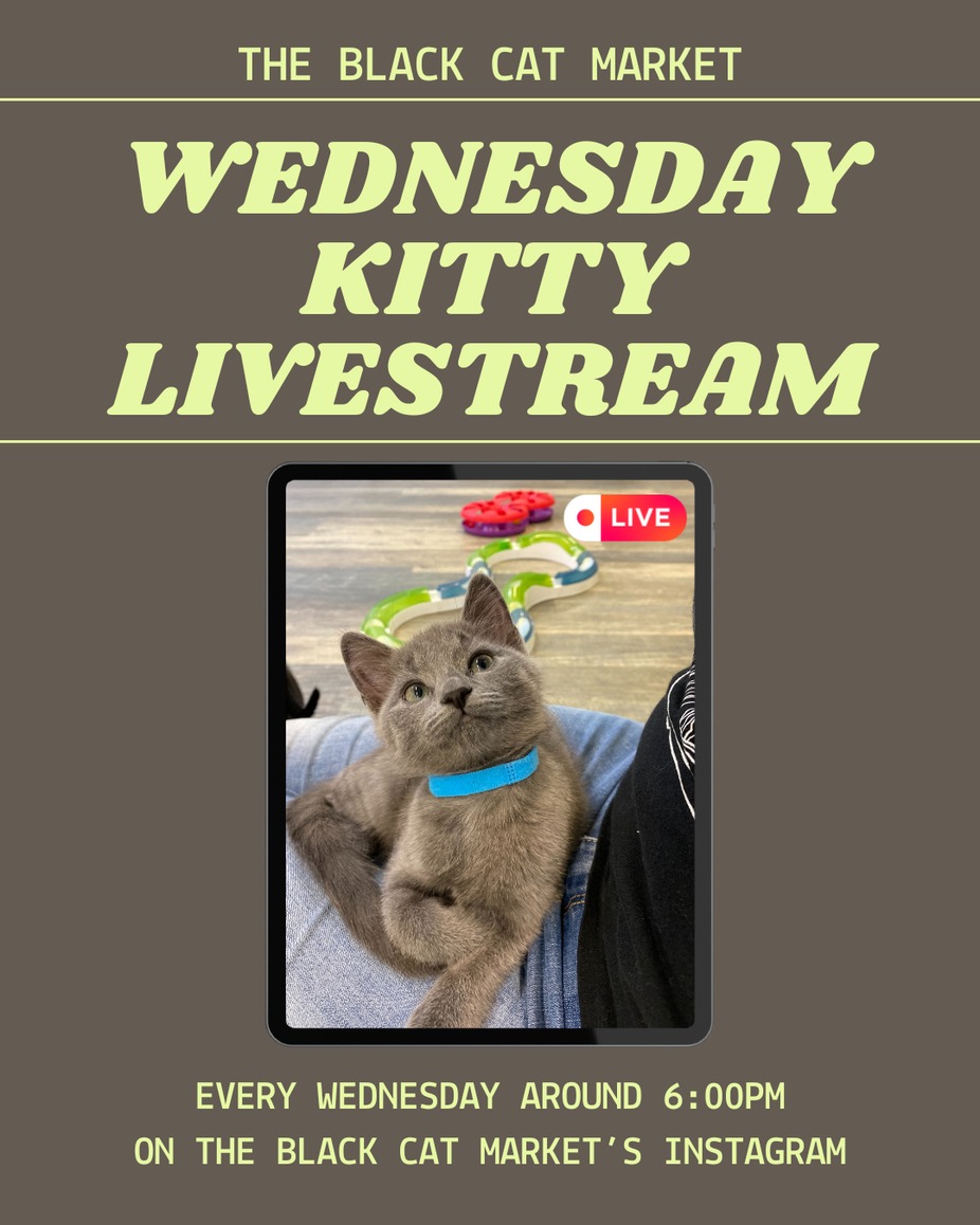 Wednesday Kitty Livestream event photo