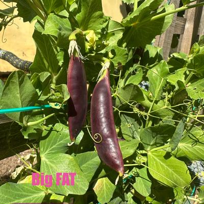 gallery photo number 2