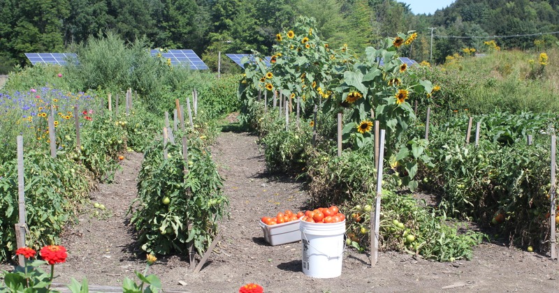 Garden rows of tomato plants and sunflowers surround buckets filled with ripe tomatoes