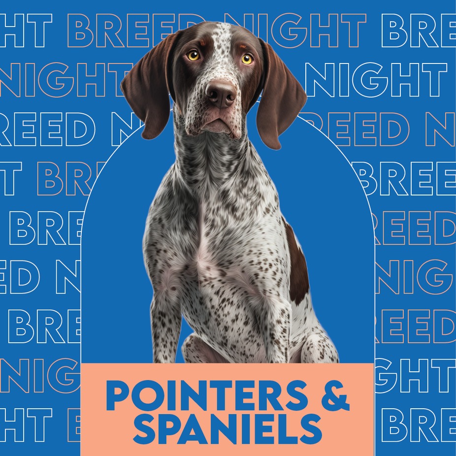 Pointers and Spaniels breed night event photo