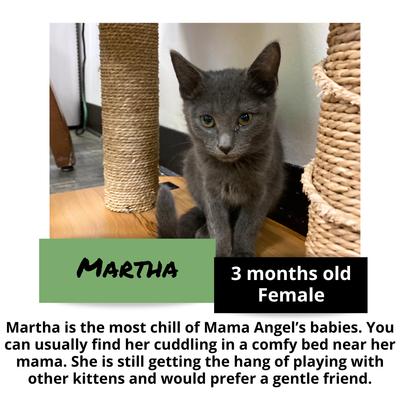 gallery photo number 6