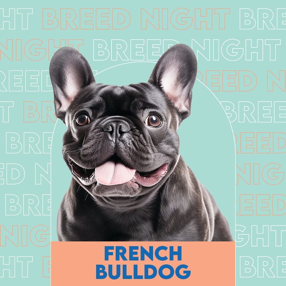 Breed Night: French Bulldog event photo