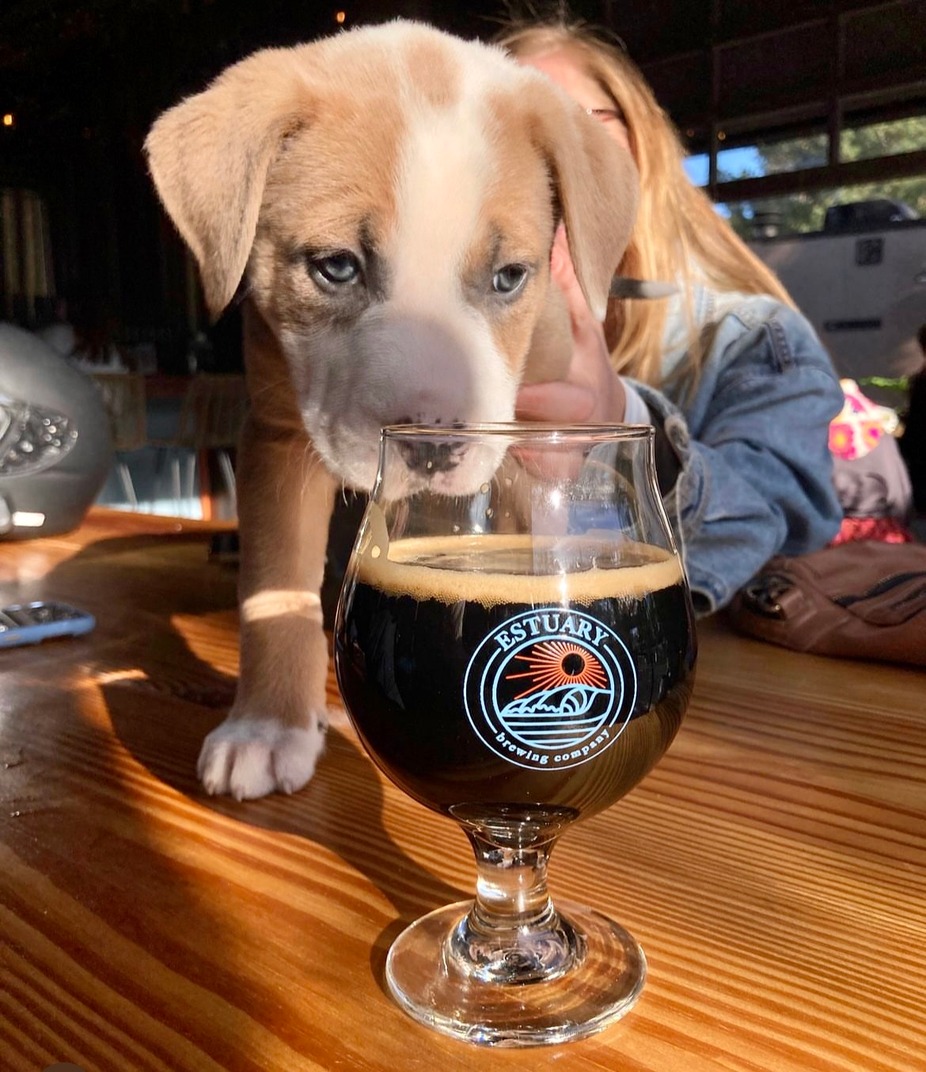 Save the Date! Eat, Drink, Rescue! event photo