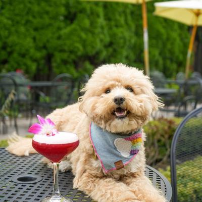 Fluffy dog with a blue bandana sits on a patio table beside a red drink.