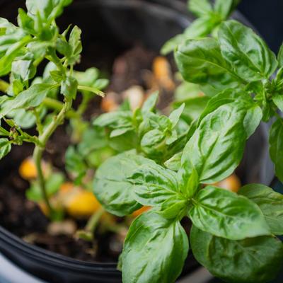 Basil grown in a pot, close up.