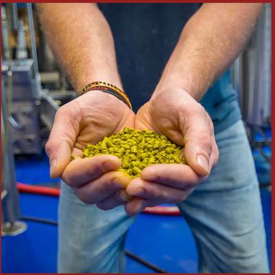 A person holding green hop pellets in their hands.