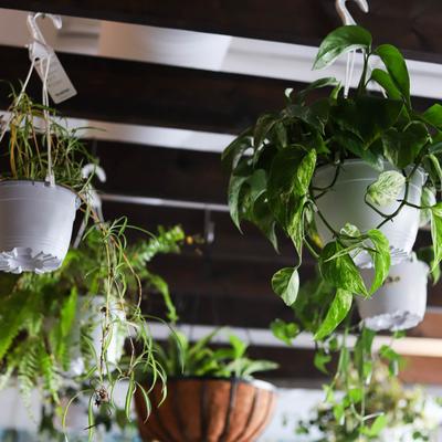 Indoor hanging plants.
