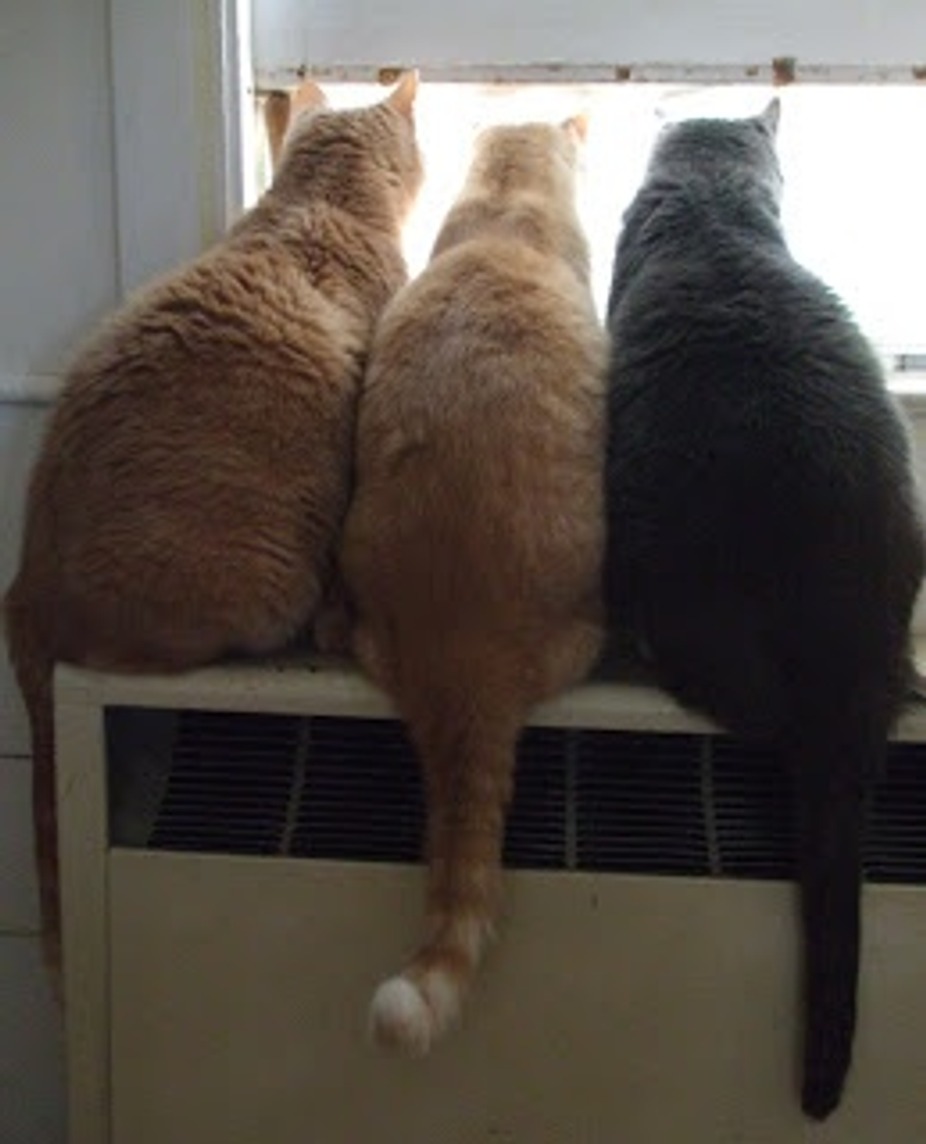 3 Fat Cats event photo