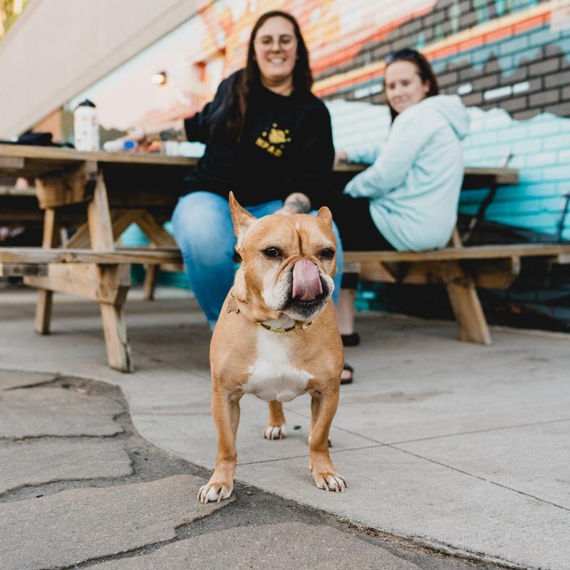 Dog friendly gallery photo number 5