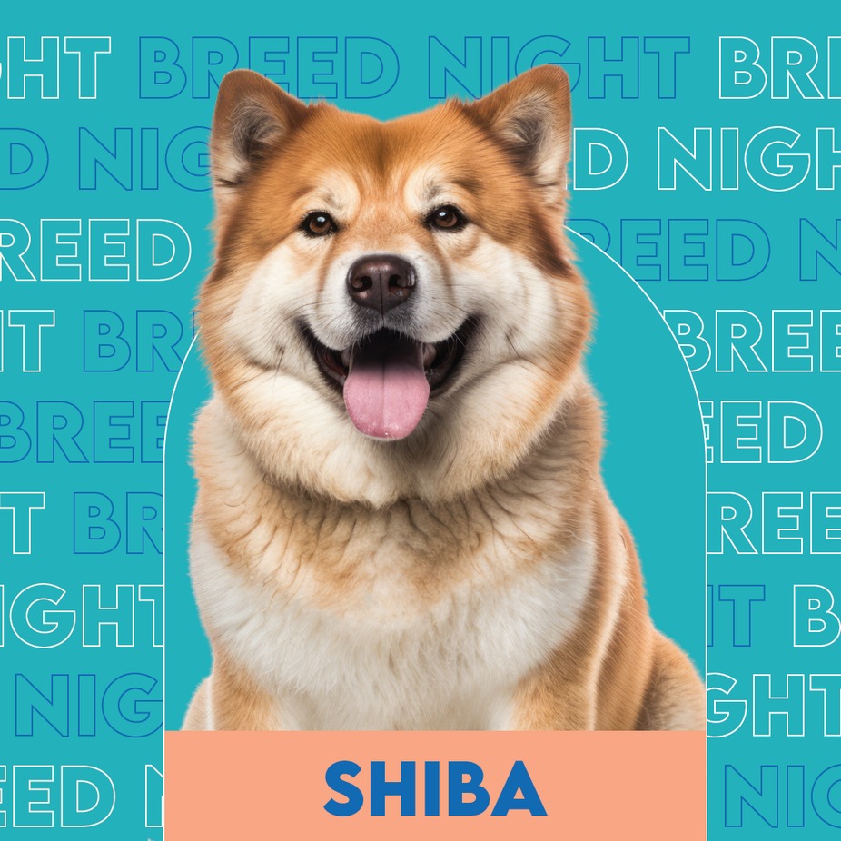 Shiba breed night event photo