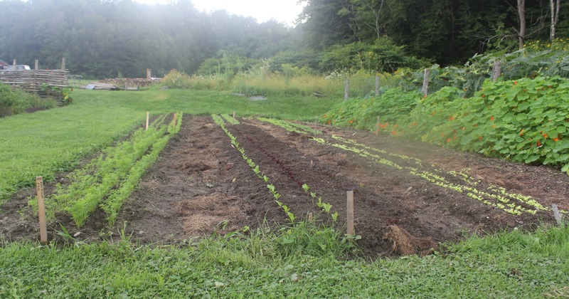 Neat rows of young vegetable seedlings grow in a tilled garden bed
