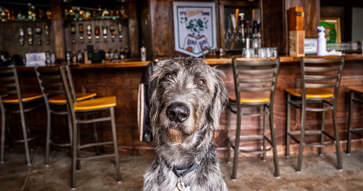 Dog inside of the pub, bar area in the back