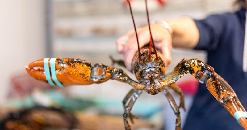 Freshly caught lobster\