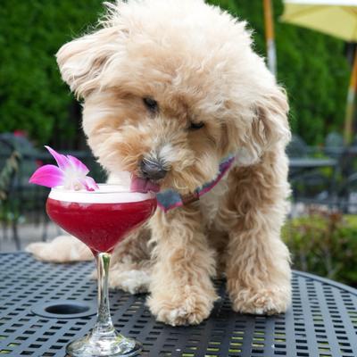 A fluffy, light brown dog licks a pink drink on a black metal table.