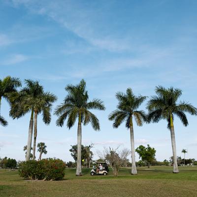A golf course with palm trees and blue sky.