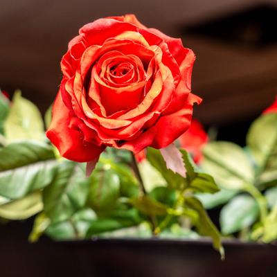 Close-up of a vibrant red rose.