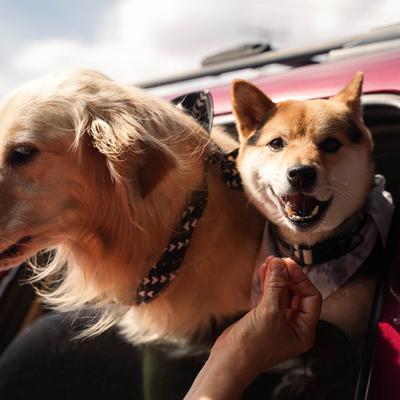 dogs in car window.