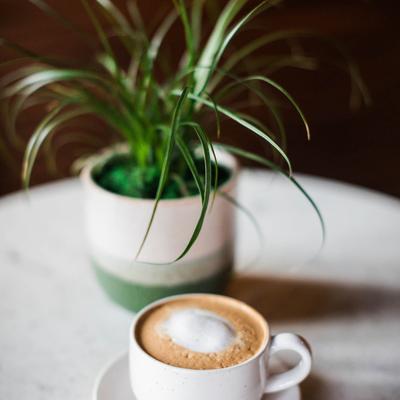 Caffe Latte and a potted plant.