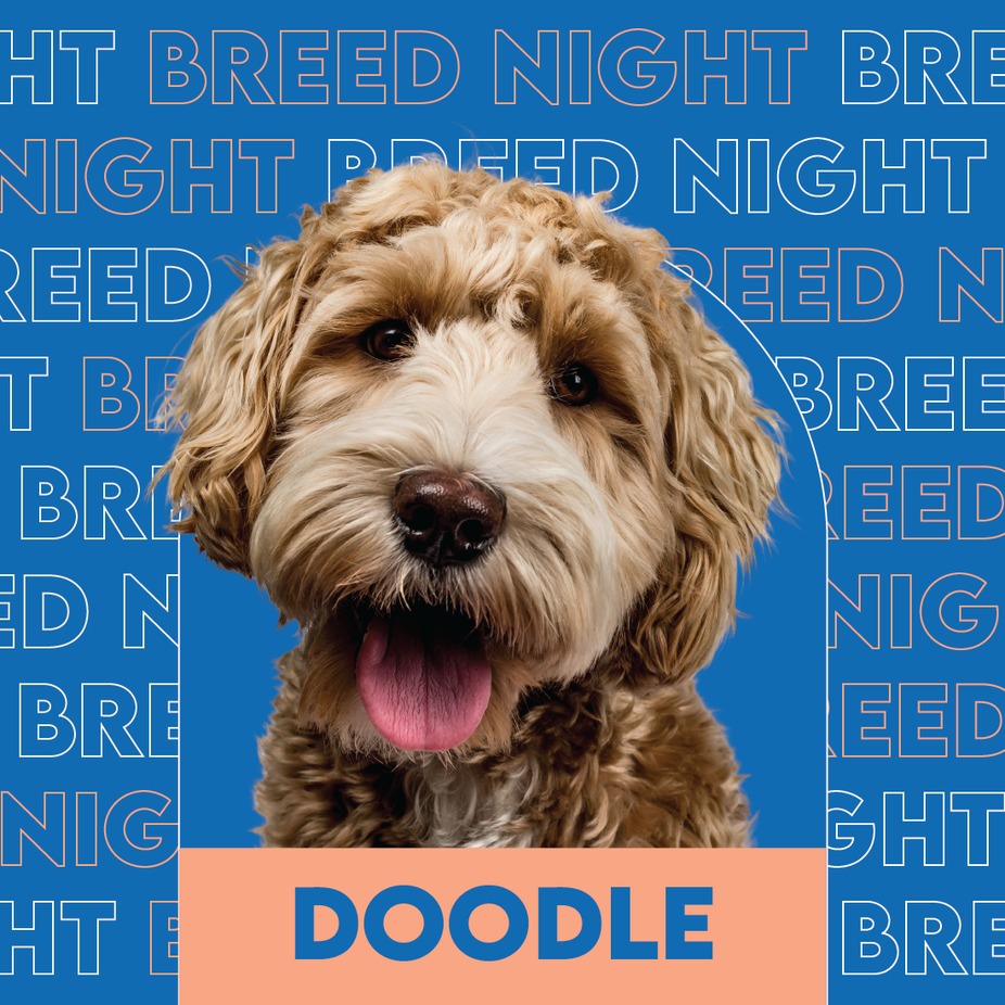 Doodle breed night event photo
