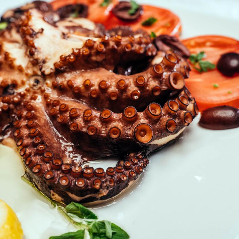 Octopus photo