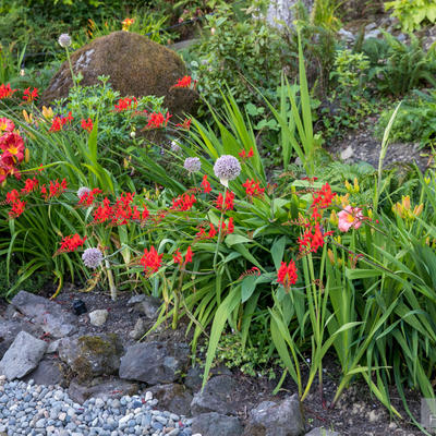 Flower garden closeup