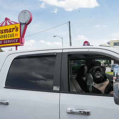 Doumar's sign with dog in car window.