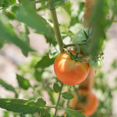 gallery photo number 46