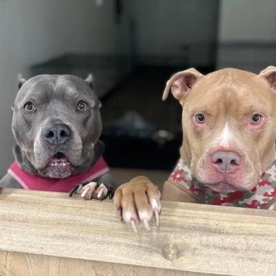 Pit Bulls