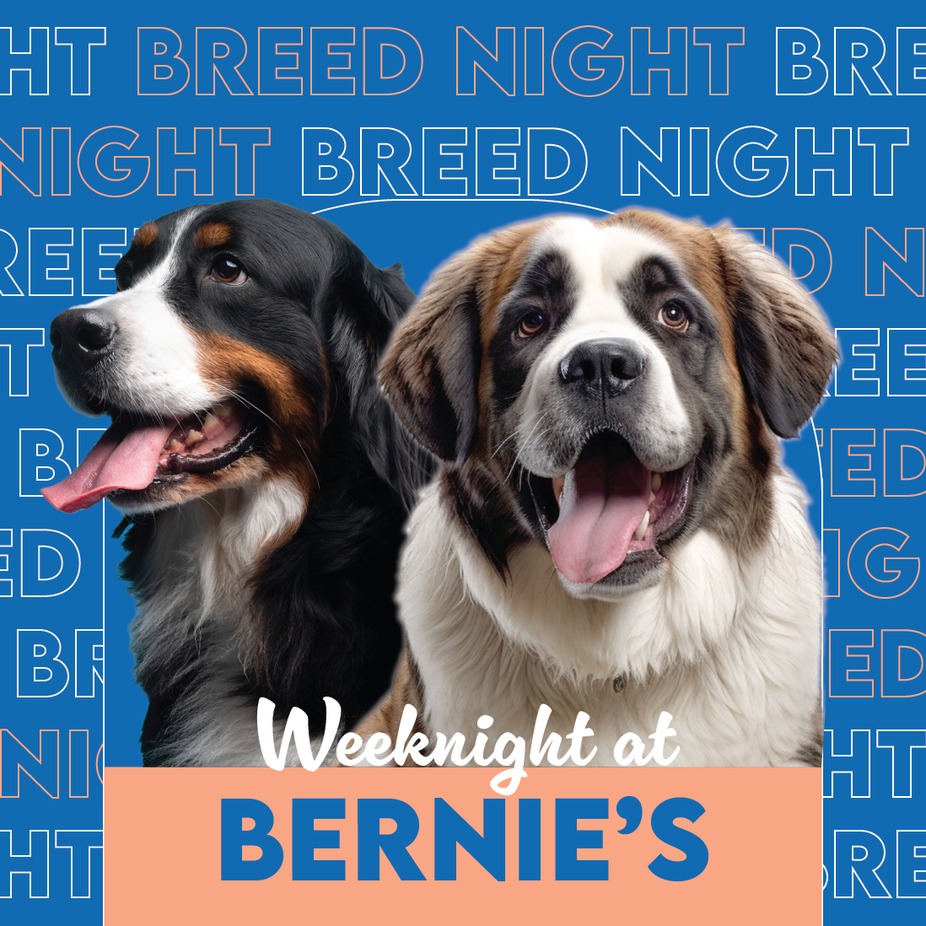 Breed Night: Bernese/St. Bernard event photo