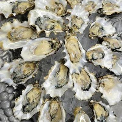 Fresh oysters