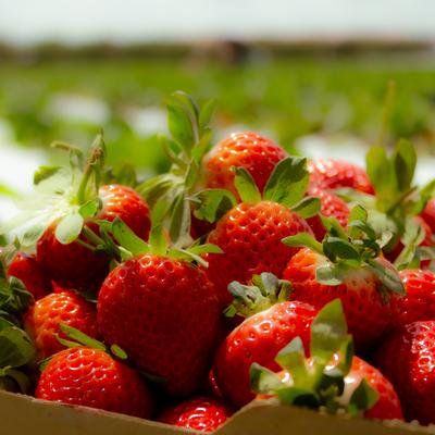 Freshly picked strawberries.