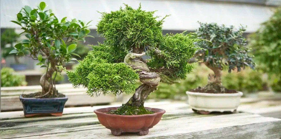 Bonsai Class with Tyler the Bonsai Guy event photo