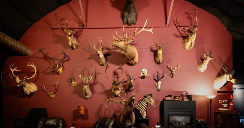 Interior, couch, wall with hunting animal trophies