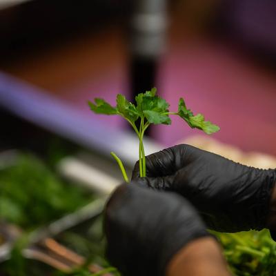 Food preparation, fresh parsley sprig in an employee's hands, close uo.