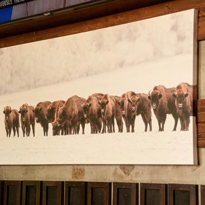 Wall picture depicting a herd of buffalos